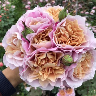 遥远的鼓声美国复古色月季花苗大花浓香玫瑰盆栽