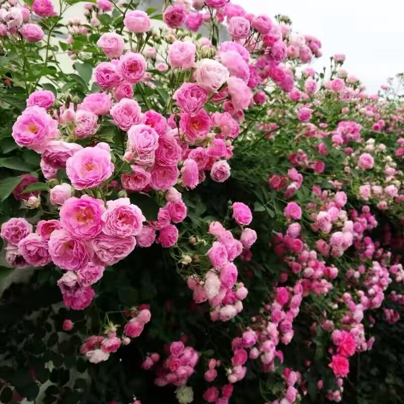 粉木香 藤本小花多头群开 木香花 粉色 长势强健 抗病 勤花