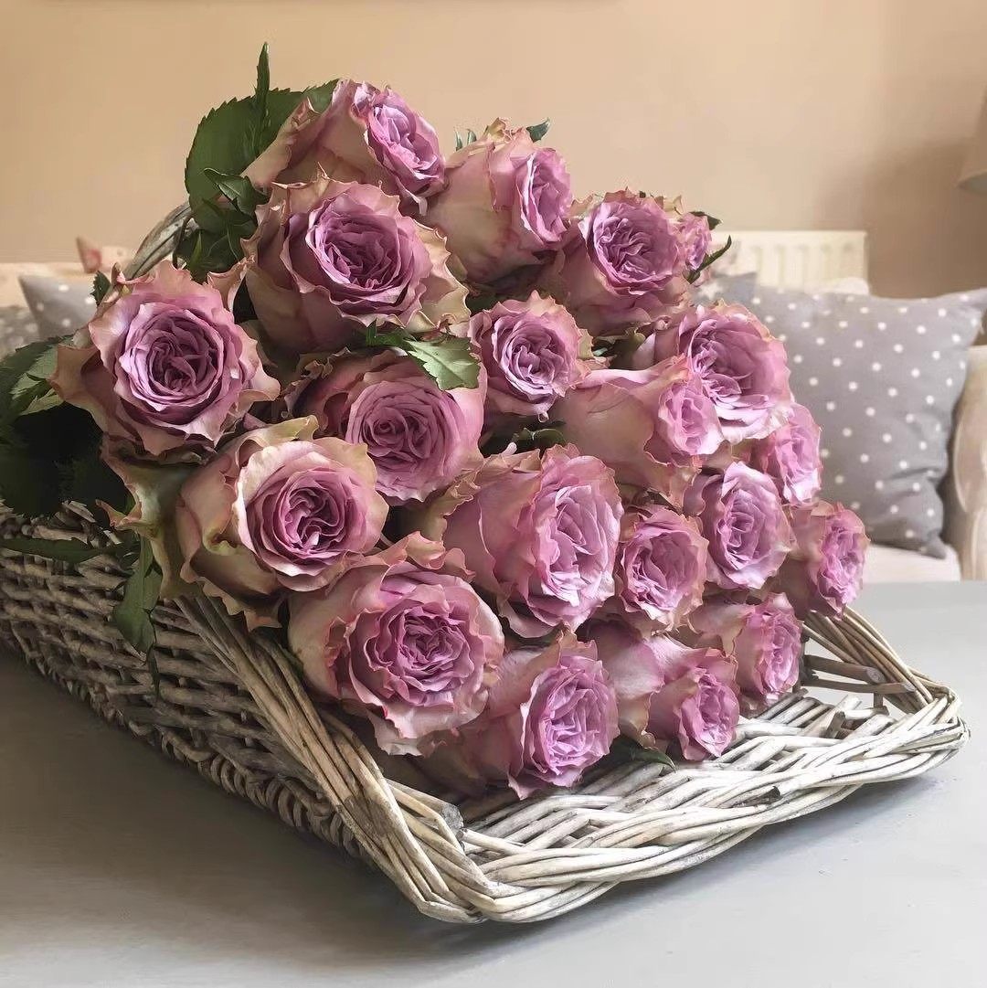 多姿桃多洛塔紫大花丰花灌木月季多季开花玫瑰苗扦插苗,鲜花速递/花卉仿真/绿植园艺,月季/蔷薇/玫瑰,淘宝优惠券,粉丝福利购,淘宝优惠卷