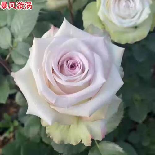 漩涡系列 月季花苗 灌木阳台庭院盆栽花卉植物