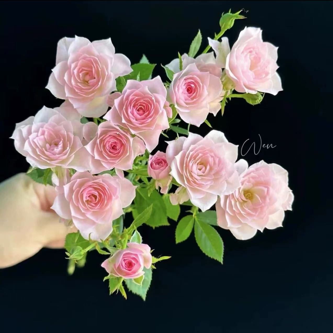 天荷芽变 【完美甜蜜】 月季苗 微月 淡香 丰花 多季节重复开花