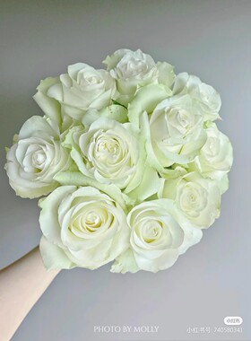 月光石切花月季玫瑰花小苗大花庭院阳台花卉绿色植物重瓣