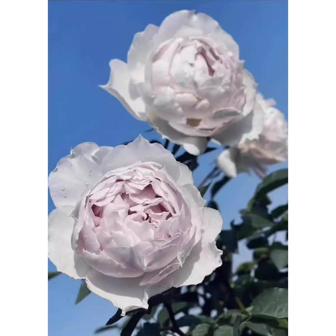 浮月月季新品天方夜谭芽变