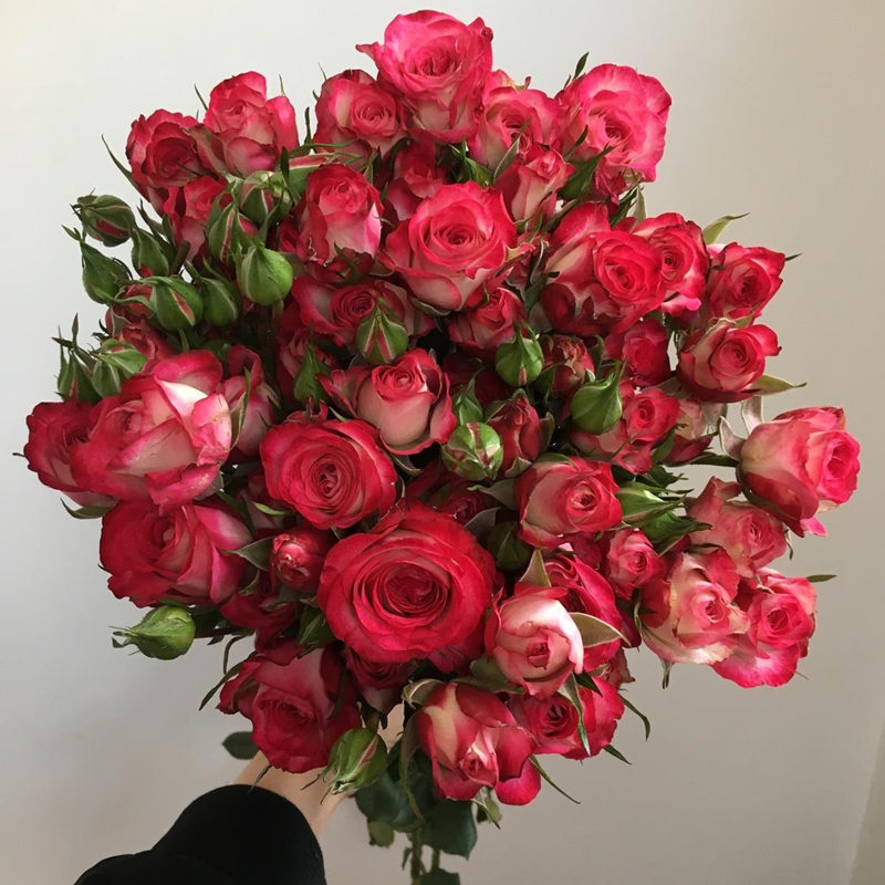 多头狮子座月季花苗覆