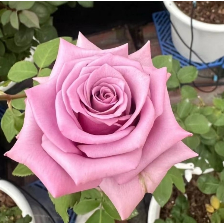 新品前卫月季花苗尼普