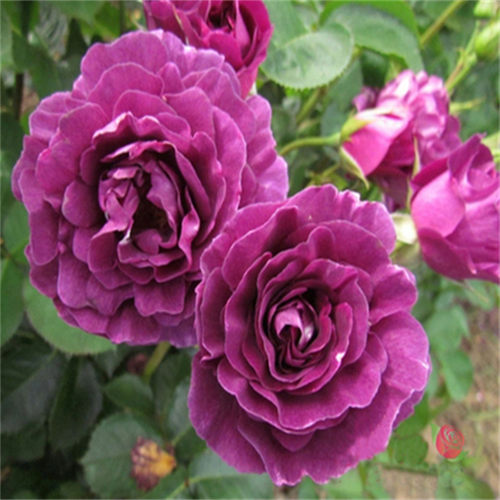 灌木月季花苗扦插小苗耐寒易活好养切花欧月原土育苗杯发货
