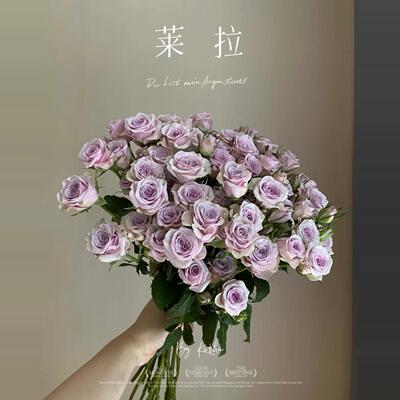 超新品【莱拉泡泡】多头玫瑰切花月季阳台庭院多季节开花盆栽花卉