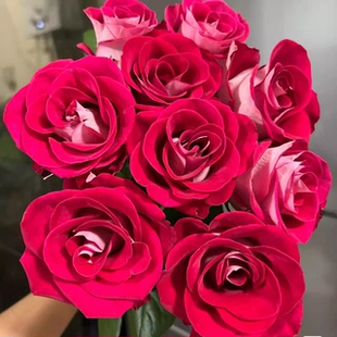 新品桃花雪露台扦插花苗 稀有复色高级切花灌木月季 阳台庭院盆栽