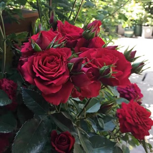 超新品娜塔莉月季大苗大花微月多头永远系列丰花耐寒热