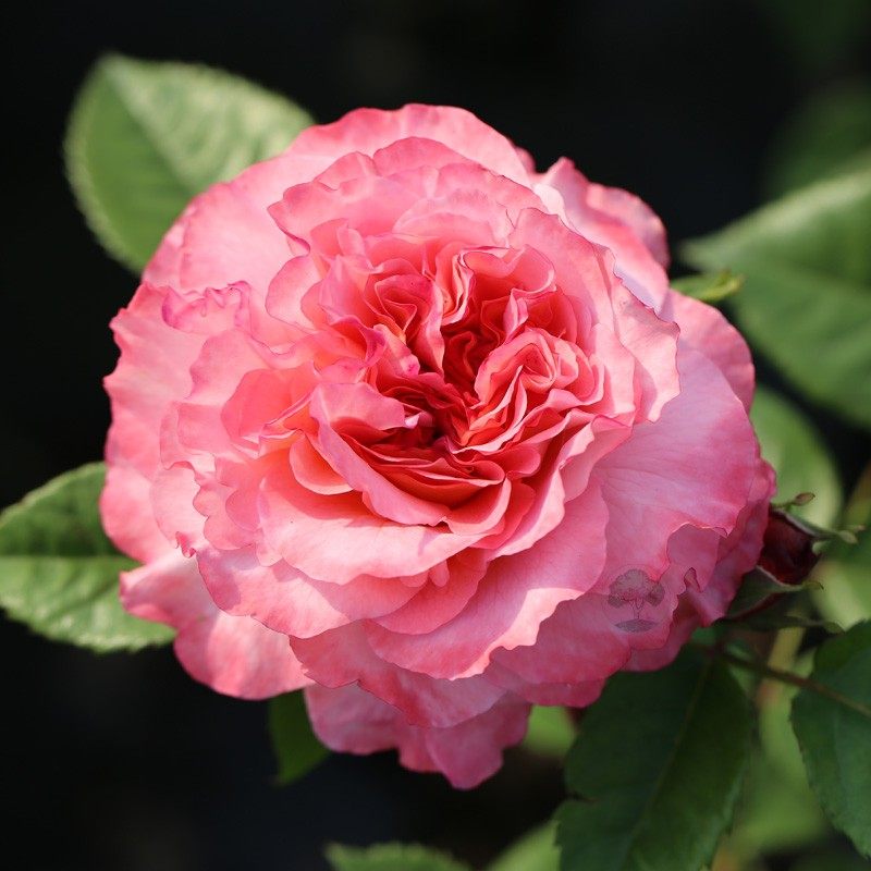 奥古斯塔路易斯 Augusta Luise欧洲月季花苗盆栽庭院浓香花卉欧月,鲜花速递/花卉仿真/绿植园艺,月季/蔷薇/玫瑰,淘宝优惠券,粉丝福利购,淘宝优惠卷