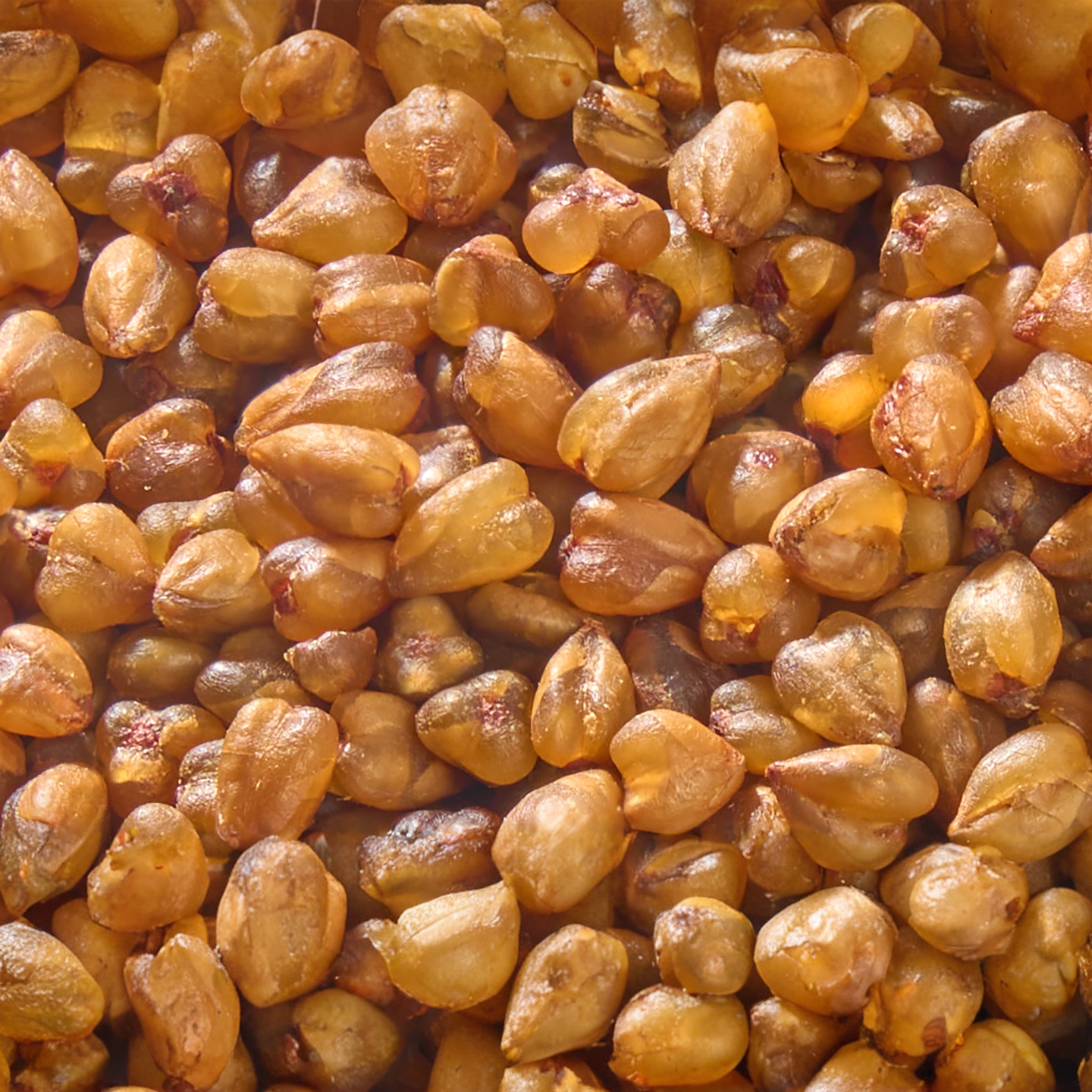 大凉山黑苦荞米正宗四川农家杂粮当季新货荞麦米纯苦荞米苦荞麦