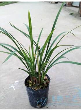 飞鹏兰艺兰花苗寒兰寒香梅 梅瓣勤芽好养凌O寒独自开阳台绿植盆