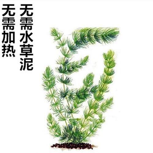 水草冷水草耐低温素材模板 水草冷水草耐低温图片下载 小麦优选