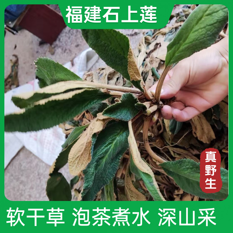 福建野生石上莲干品泡茶煮水肝软正品自然晒干品种保真500克包邮