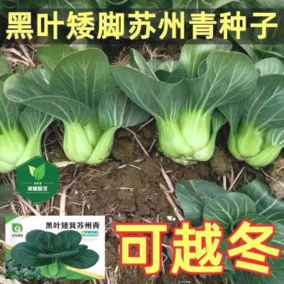 寒冻抗【耐】黑大头苏州青矮脚青梗菜种子四季小白菜秋冬蔬菜种子