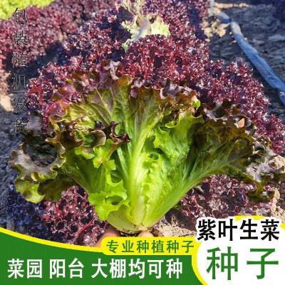 生美叶华紫菜种子水培菜园四季生菜种籽孑农家阳台菜籽种南北方