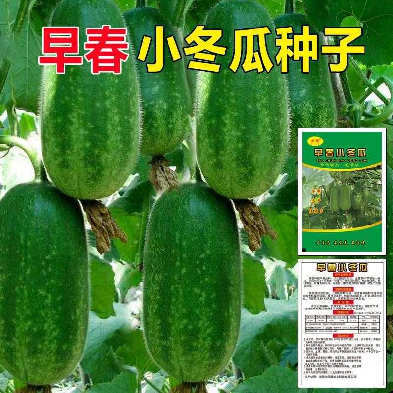 小冬瓜种子早熟高产毛节瓜种新品种实心小型南方广东广西蔬菜种孑