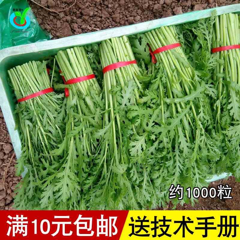 小叶茼蒿种子皇帝菜横溢栽培 多次蔬菜  采收播香味种春秋四季子 电子元器件市场 连接器 原图主图