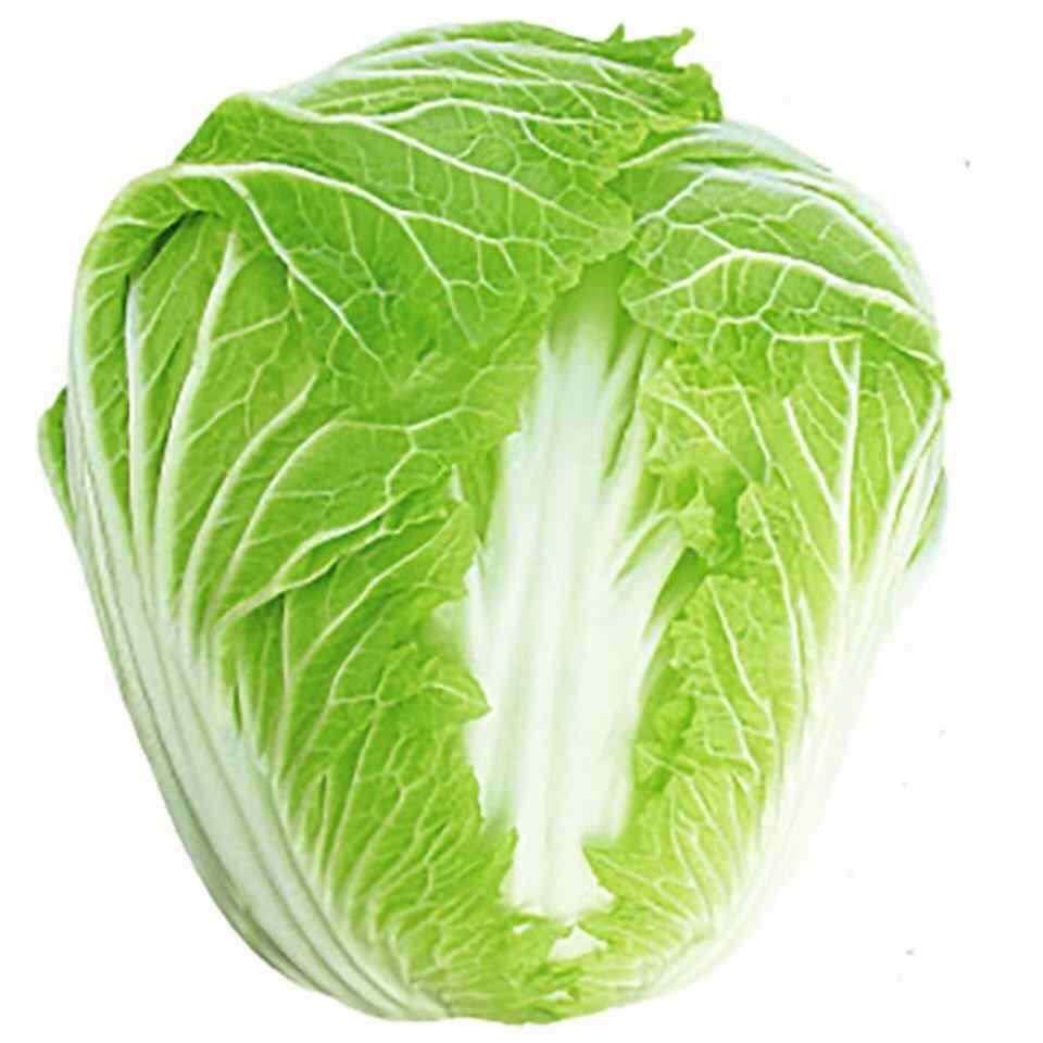 早熟5号鲁白六号丰抗70丰抗80丰抗90大白菜种子四季播种阳台露地