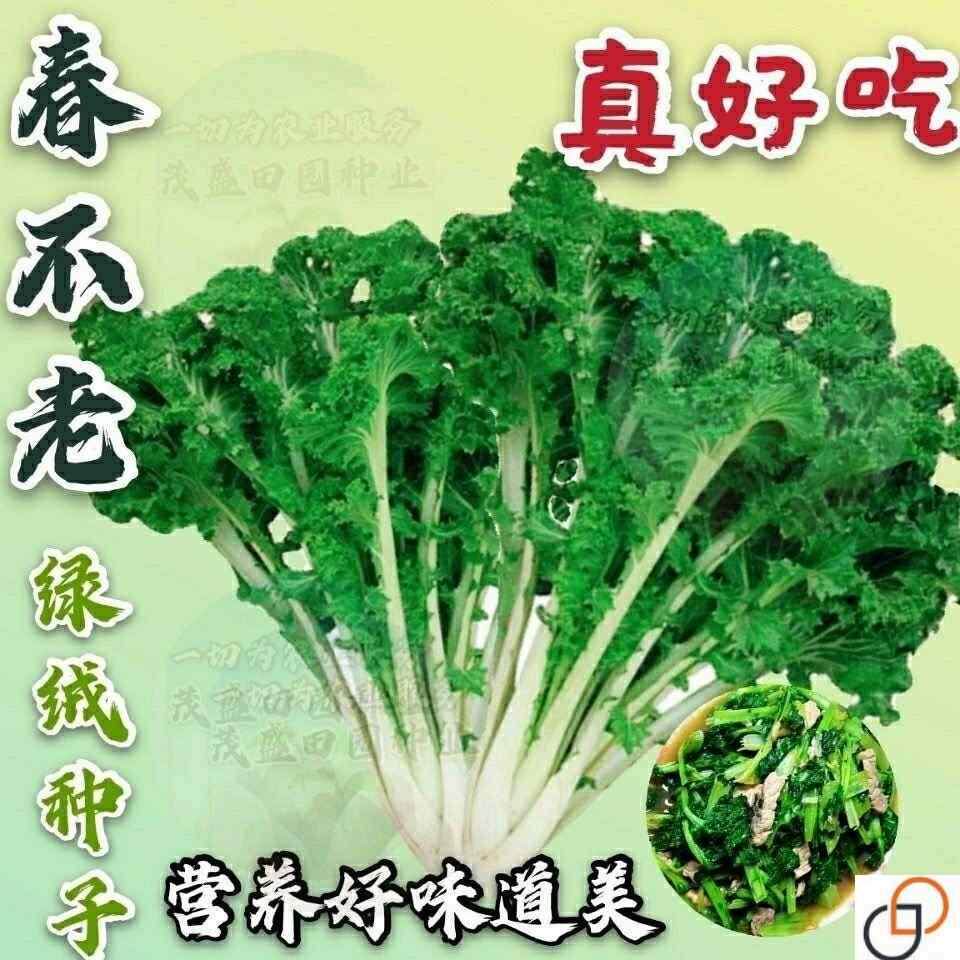 春不老绿绒菜种子四季播种不老菜种子花叶苔菜籽菜园蔬菜种子大全