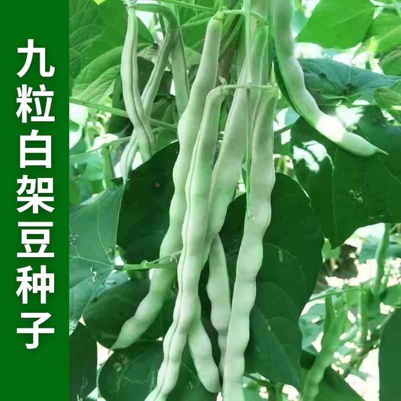 九粒白架豆种子摘不不蔬菜老败白季芸豆春季孑农家四季豆种籽豆角 电子元器件市场 连接器 原图主图