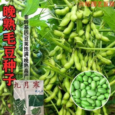 寒毛九月毛豆种子晚熟豆种子高产晚毛豆重阳豆种子鲜食农家蔬菜种