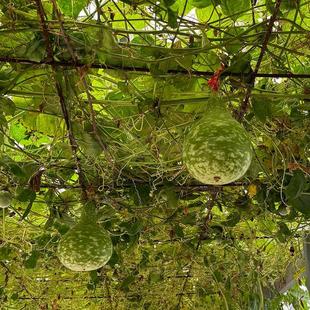 种籽甜强春多蒲瓜生花圆弧子短葫芦瓜菜瓜圆瓠瓜种子春秋蔬菜种孑