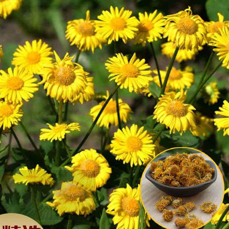旋覆花种子草籽别名金佛花种子四季开花金佛草籽六月菊旋复花