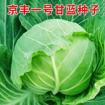 甘蓝一号包菜京丰种子杂交卷心菜种籽秋播农家菜园阳台盆栽蔬菜孑