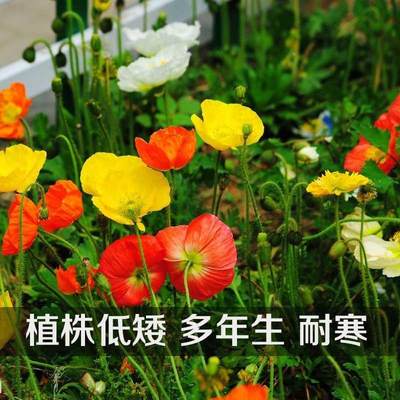 虞美种子虞美人冰岛花人花籽室外花种四季易活开花不断庭院花卉