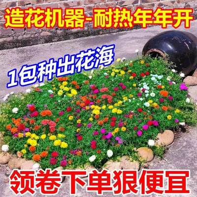 花瓣重太阳种子四季开花彩虹松叶牡丹花草种子室内外阳台盆栽花籽