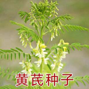 铁优子纯黄黄新芪芪种质杆籽棉秆黄芪子精选干净无杂中药材籽新产