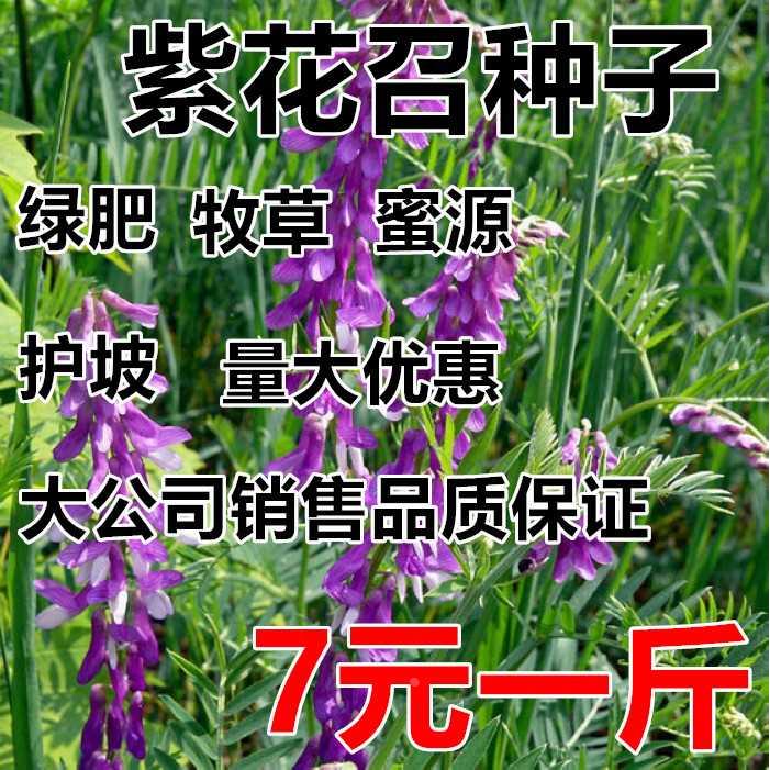 种子光叶果园绿肥紫花苕长柔毛野豌豆毛苕子养蜂蜜源植物牧草草籽 电子元器件市场 连接器 原图主图