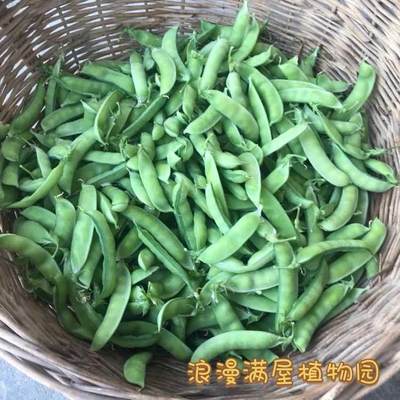 传统农家土菜种子豌豆豌豆吃荚吃豆吃尖非转基因可留种50粒