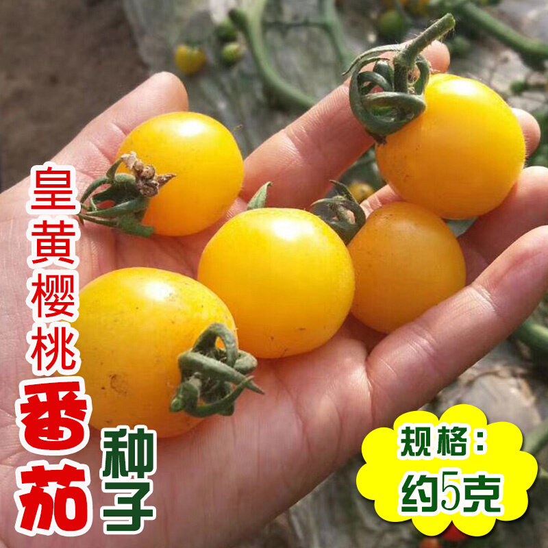 串帝皇樱桃番茄黄常丰珠小番茄黄西红柿种子庭院蔬菜种子挂果多