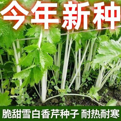 种芹白玉香子玻璃脆芹菜耐高温耐热耐寒阳台室外四季播蔬菜种子籽