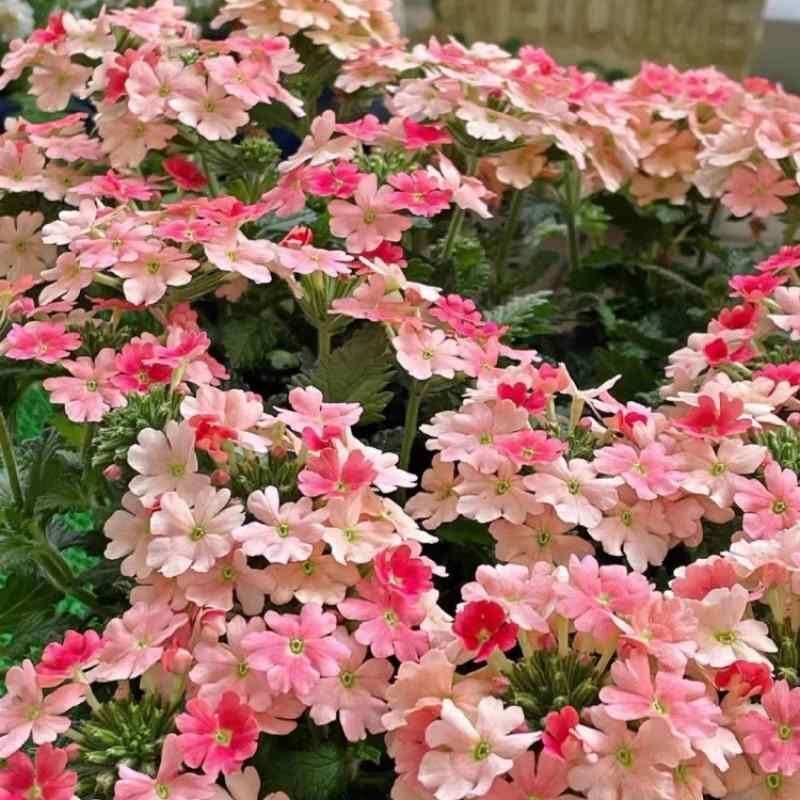 美女樱种子可食用绣球美人樱花种籽四季开花庭院室内外盆栽花种孑