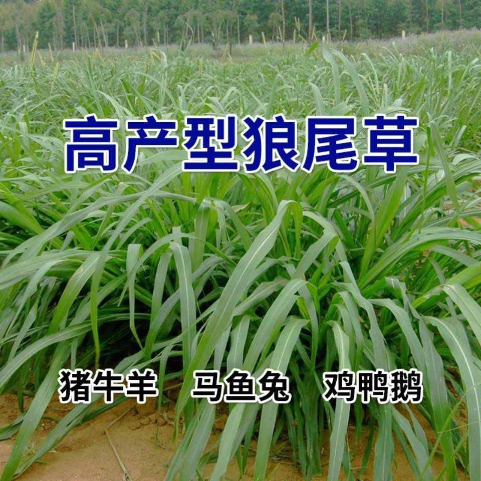 多年生狼杂交种子牧草尾草高产四季高产喂禽畜牛羊鸡鸭鹅鱼牧草籽