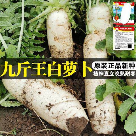 白萝九王斤卜菜种子不空心春不老种籽夏季抗热品种萝卜种子秋冬