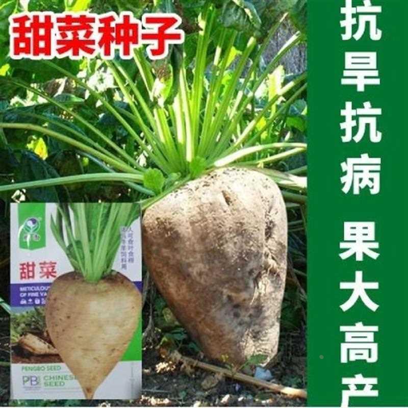 甜菜籽甜菜种子白色根含糖量高抗病高产饲料食用大田露地蔬菜种子