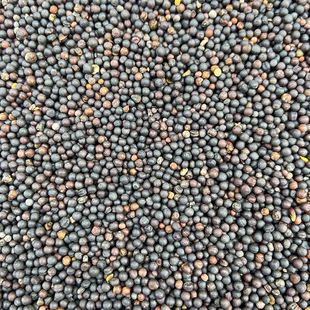 油菜籽种子虎皮牡丹鹦鹉芙蓉鸟玉鸟鸟食 冬季养鸟 榨油喂鸟粮饲料