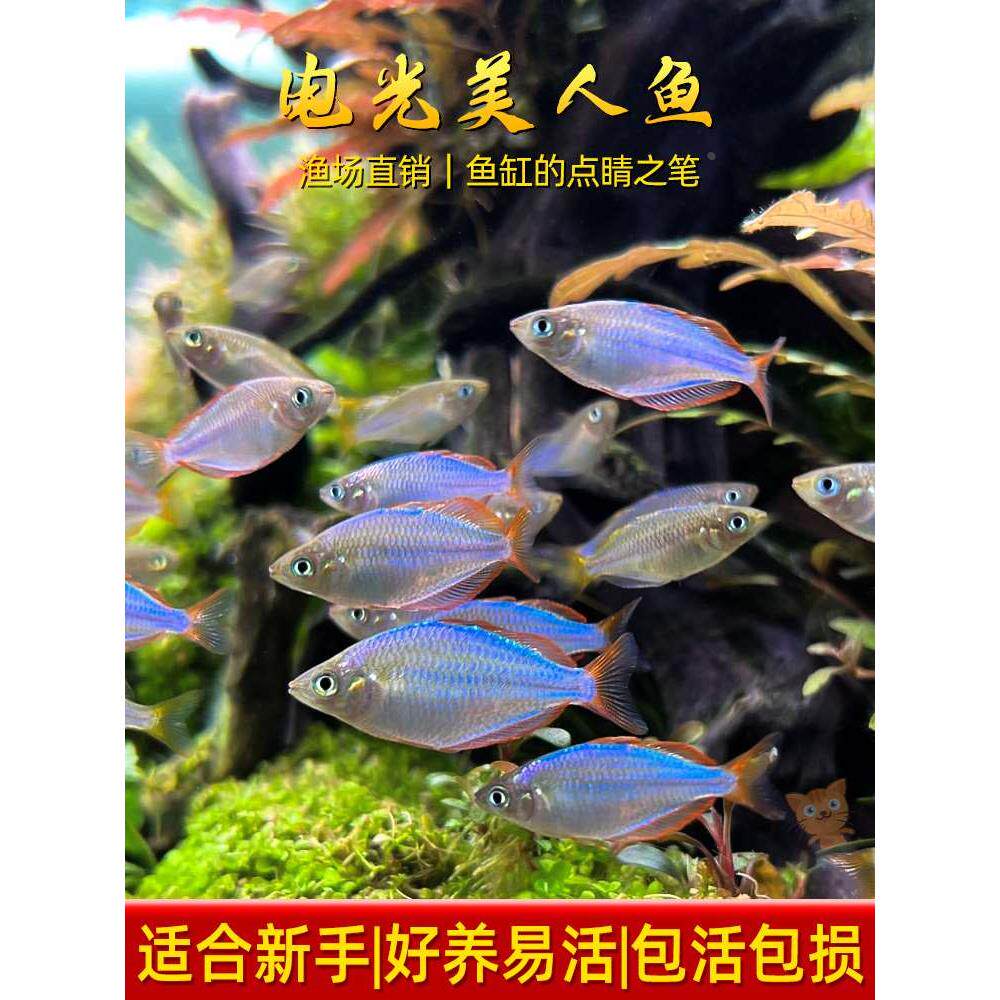 刚果美人热带鱼观赏鱼电光美人石美人鱼斑马红绿灯活体鱼苗群游鱼