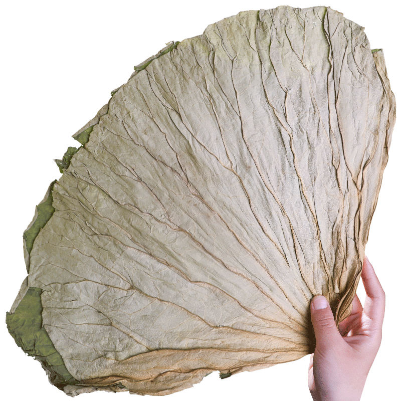 荷叶整张商用新鲜正品荷叶片250g