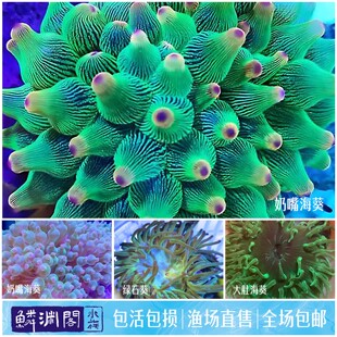 奶嘴海葵绿石葵软体珊瑚小丑鱼共生大肚海葵海水
