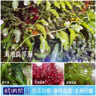 海水高等藻海藻葡萄藻羽毛藻