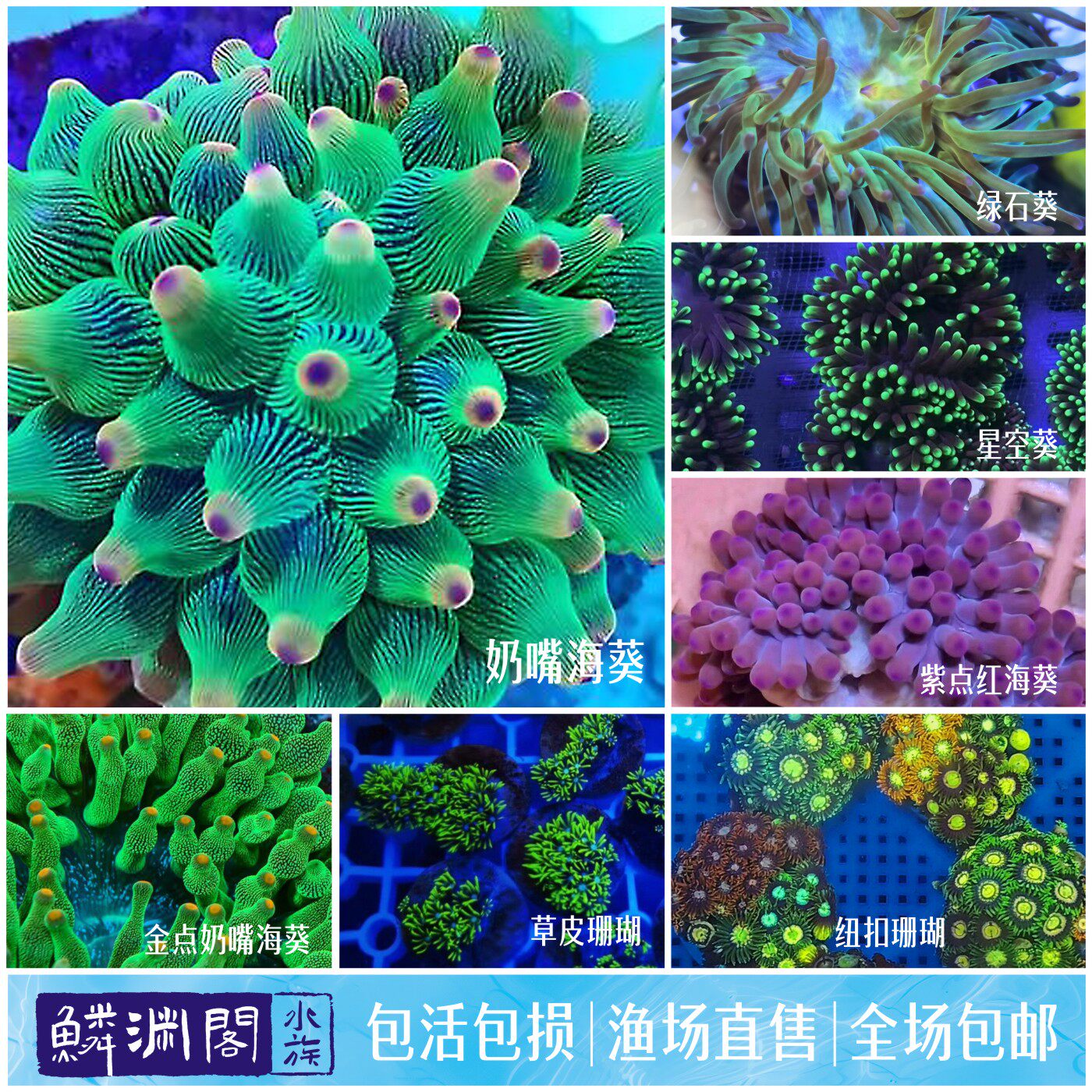 奶嘴海葵绿石葵软体珊瑚小丑鱼共生大肚海葵海水