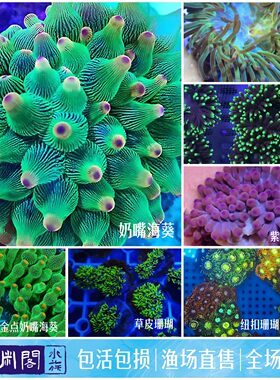 小丑鱼共生海葵好养奶活漂亮