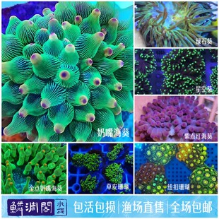 奶嘴海葵绿石葵软体珊瑚小丑鱼共生大肚海葵海水