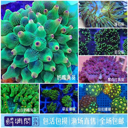 奶嘴海葵绿石葵软体珊瑚小丑鱼共生大肚海葵海水