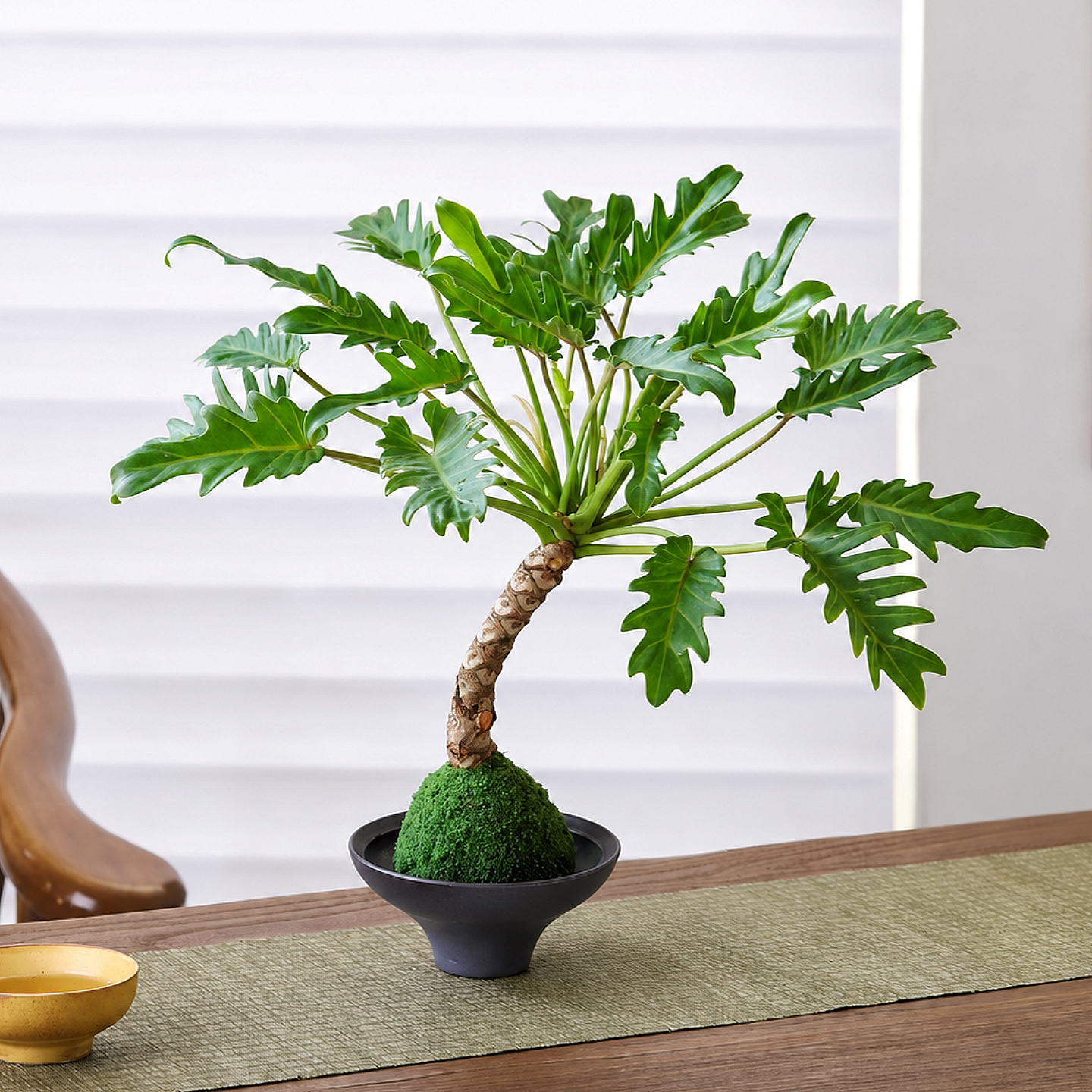 龙鳞小天使室内禅意盆景办公室桌面绿植茶室植物摆件乔迁开业礼物